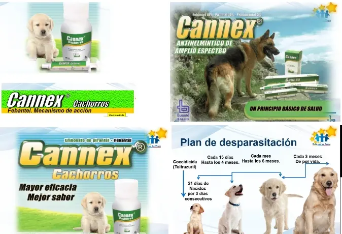 Cannex antiparasitario interno uso veterinario | Asistir.lat