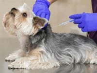 MeloxiPROC Solucion Inyectable 0,5 %