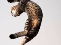 Edo Artriflex M mascotas frasco 500 ml