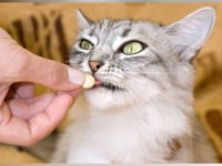 Marboquin 25 caja x 10 Tabletas