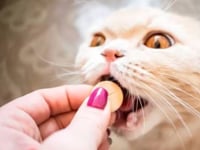 Felinnex Caja x 2 Tabletas