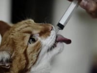 Liv. 52 vet fco x 110 ml