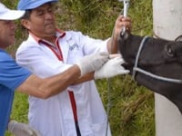 Fenbendazol 25% fco 100 ml