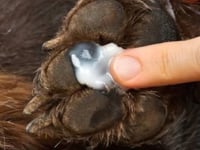 Lidocaina 2% jalea tubo x 30 grs