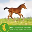Grow Colt