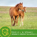 Grow Colt