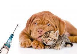 Servicios de Vacunación e Inyectología domiciliaria