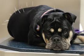 Terapia Acupuntura Veterinaria Domiciliaria Municipios Aledaños Medellin Pague 4 reciba 5 terapias