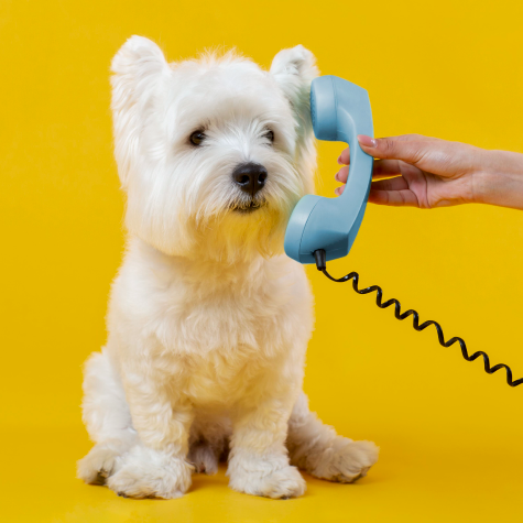 Asesoria Veterinaria (consulta) Telefonica, WhatsApp