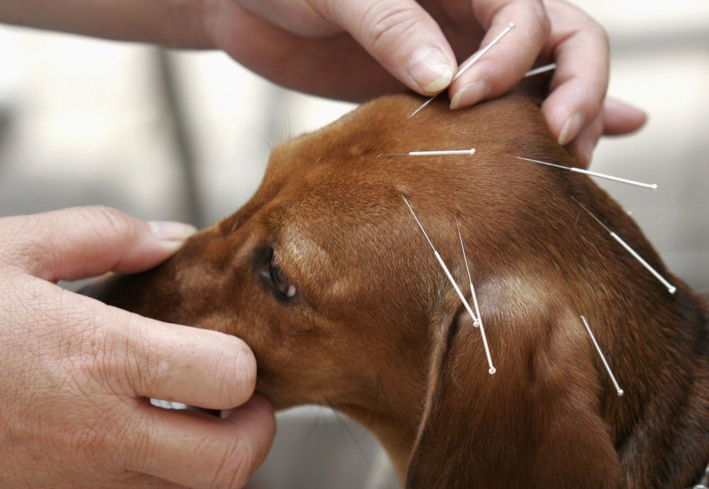 Terapia Acupuntura Veterinaria Domiciliaria Medellin y area metropolitana