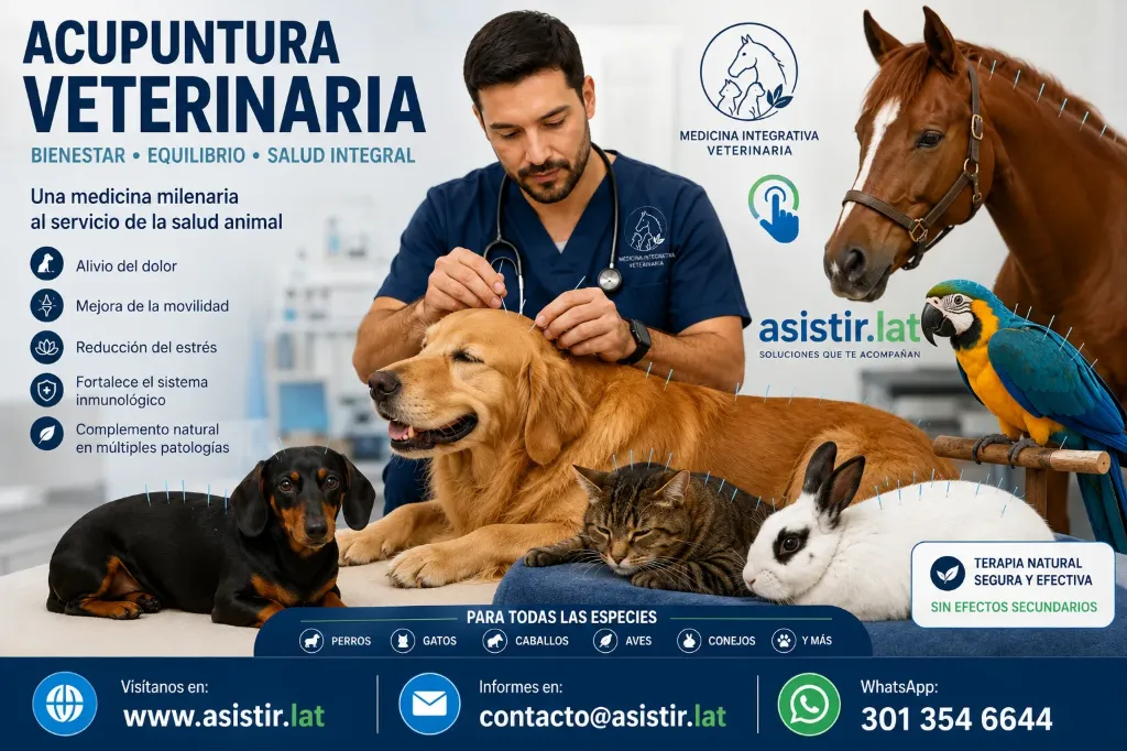 Terapia Acupuntura Veterinaria Domiciliaria Envigado, Itagüí, La Estrella, Medellín Sabaneta,
