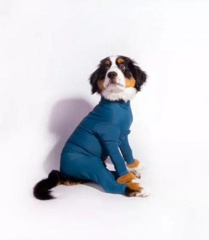 Enterizo Capilli Para Perros Azul eter XS