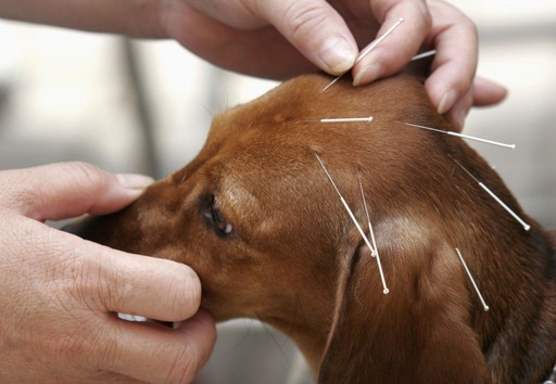 Terapia Acupuntura Veterinaria Domiciliaria Medellin y area metropolitana